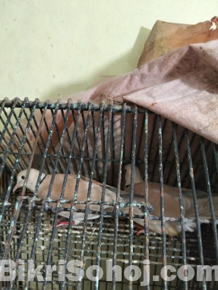 Australian Dove
